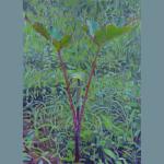 Jack in the Pulpit, gouache and acrylic on board
