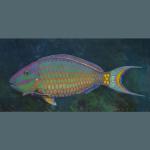 Stoplight Parrotfish, gouache and acrylic on board