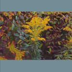 Goldenrod, gouache and acrylic on board