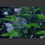 Hibiscus, acrylic and gouache on board