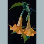 Angel Trumpets, watercolor and acrylic on board