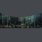painter's elevation, scrim surround, Corkscrew Swamp Sanctuary, National Audubon Society, Hillmann and Carr, Inc.