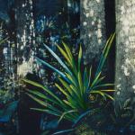 detail, Corkscrew Swamp Sanctuary, National Audubon Society, Hillmann and Carr
