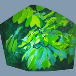 translucency on plexiglas, Robinson Nature Center, Howard County, MD, Howard & Revis Design