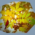 translucency on plexiglas, Robinson Nature Center, Howard County, MD, Howard & Revis Design